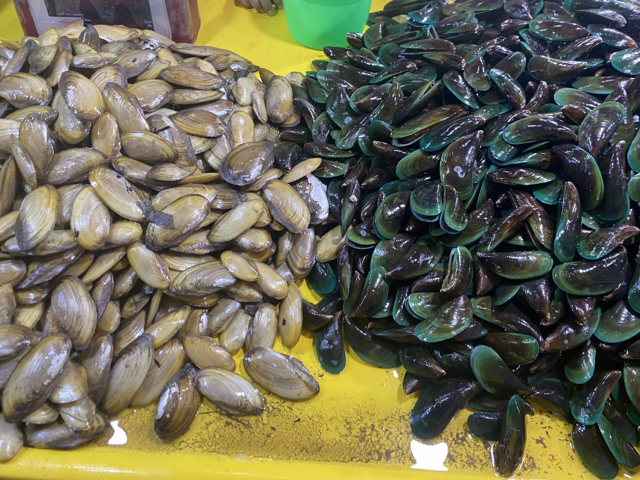 ダバオの魚図鑑 貝