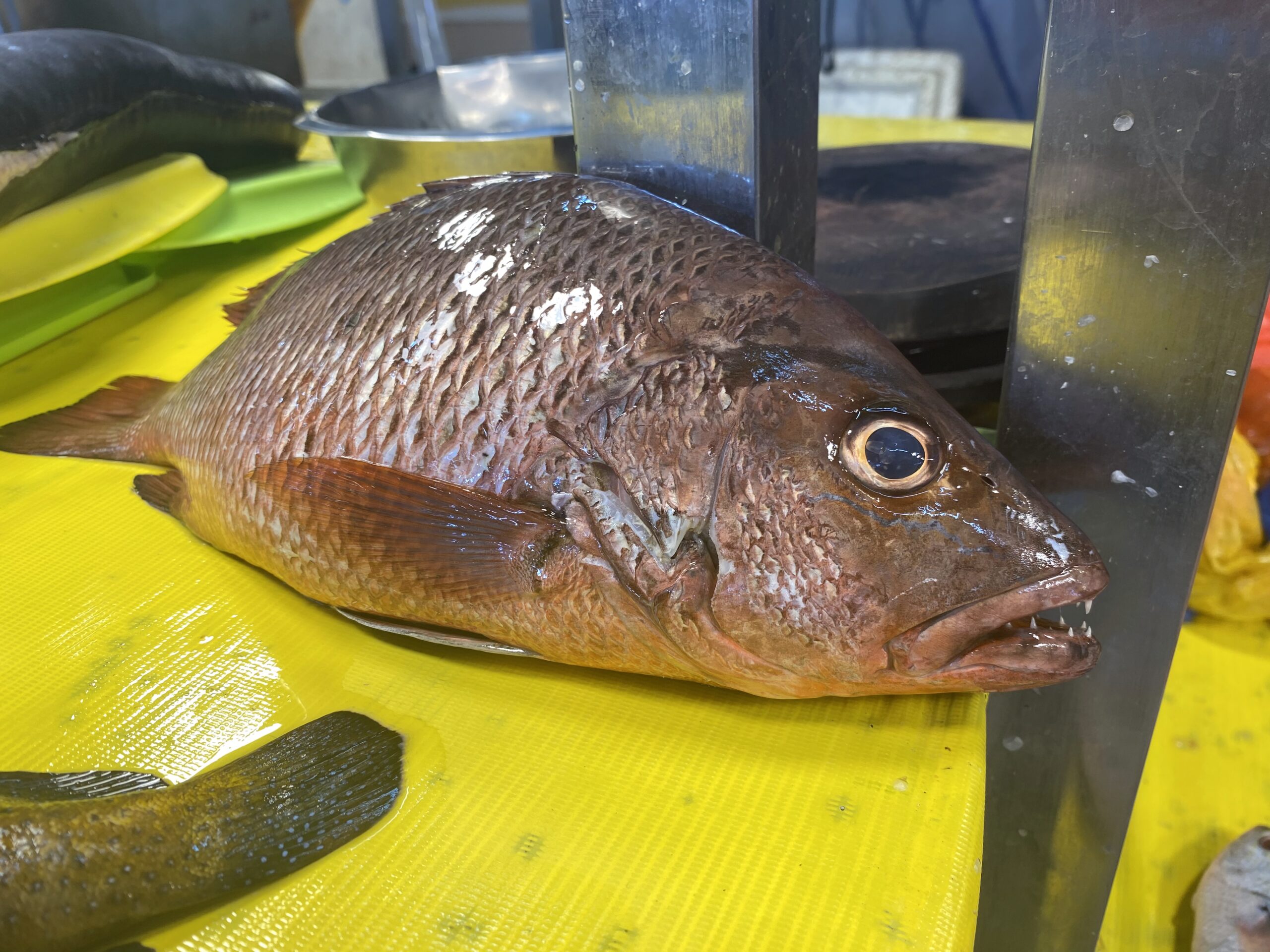 ダバオの魚図鑑　マヤマヤ