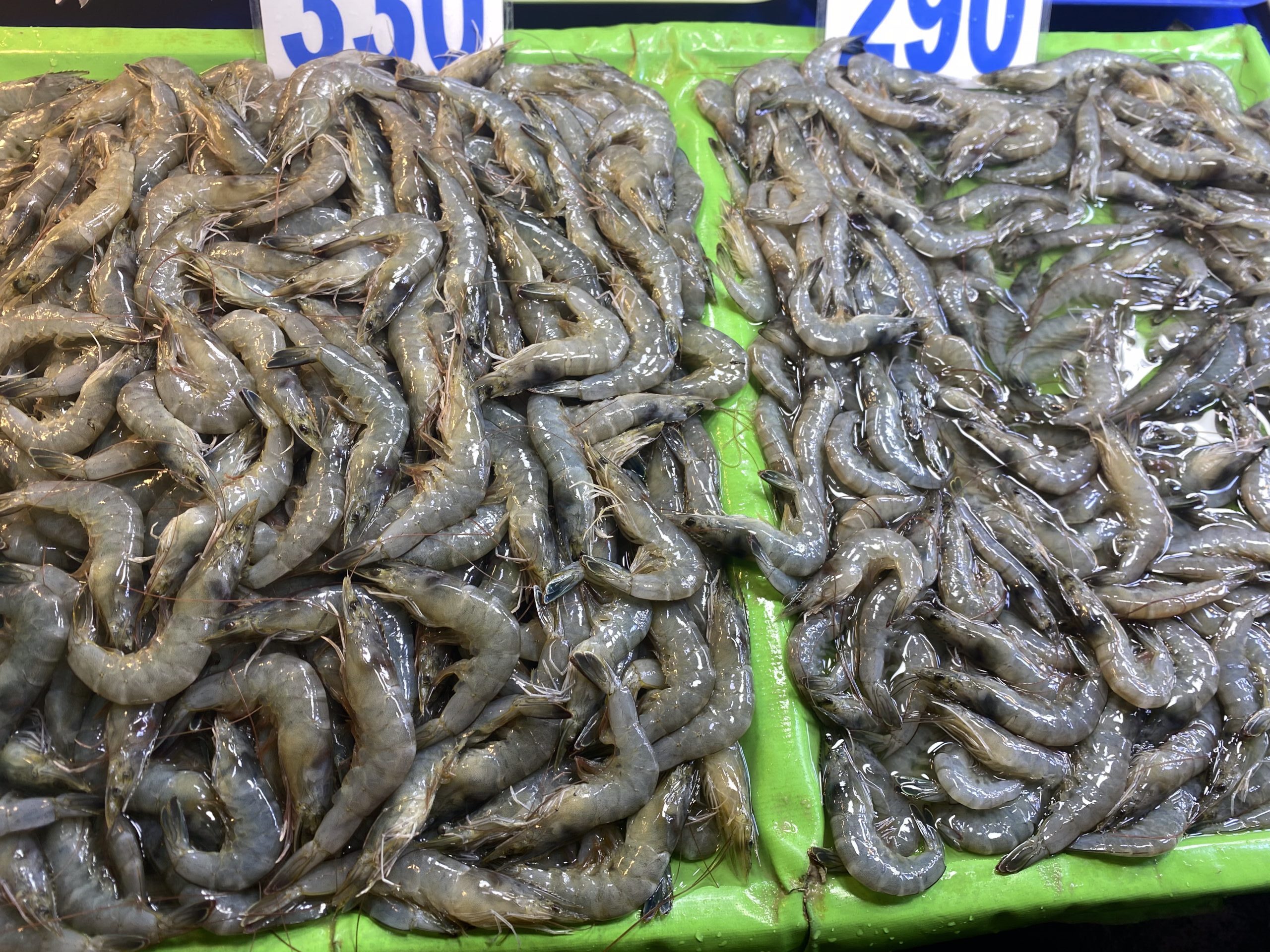 ダバオの魚図鑑