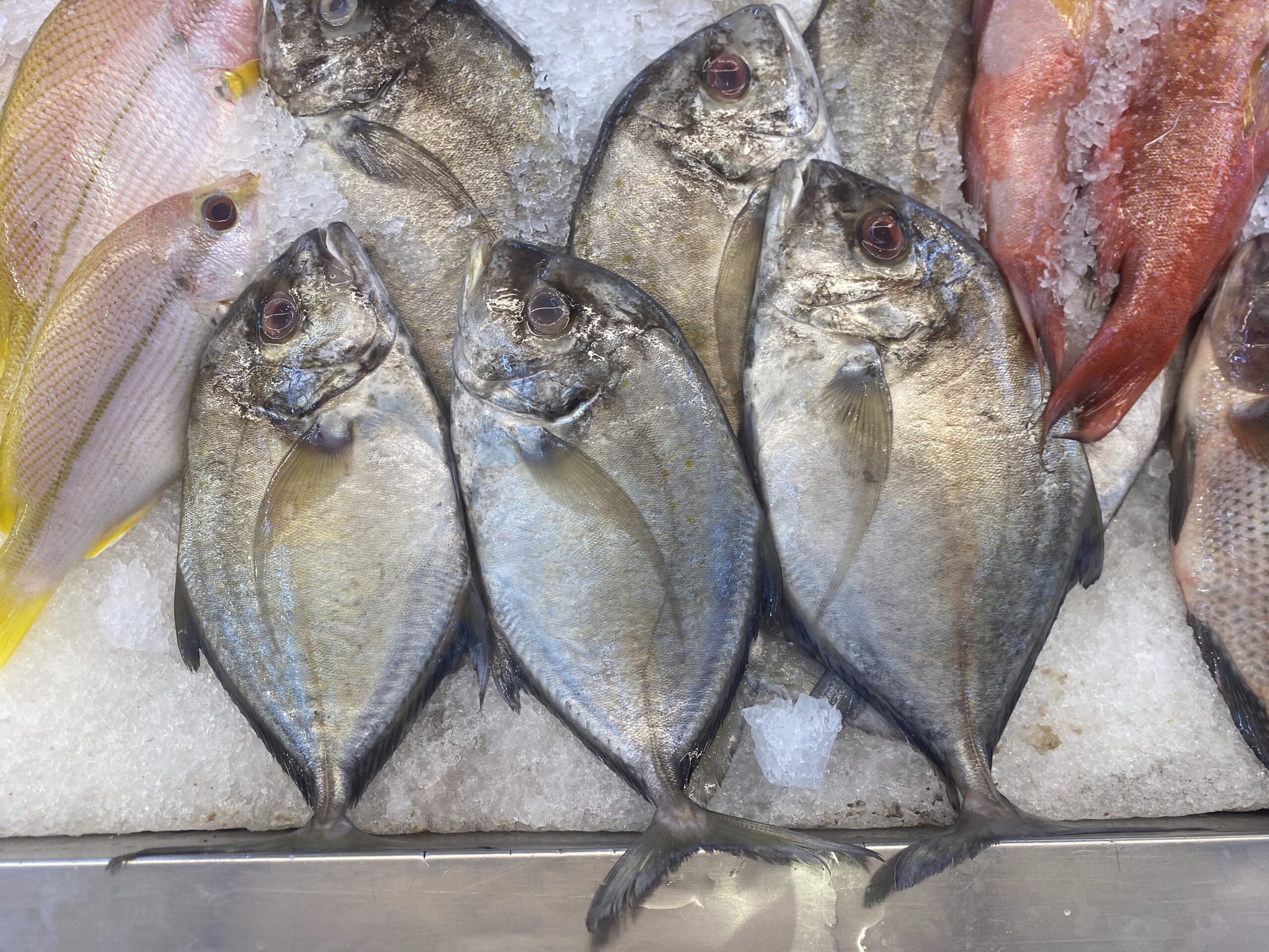 ダバオの魚図鑑 ロウニンアジ