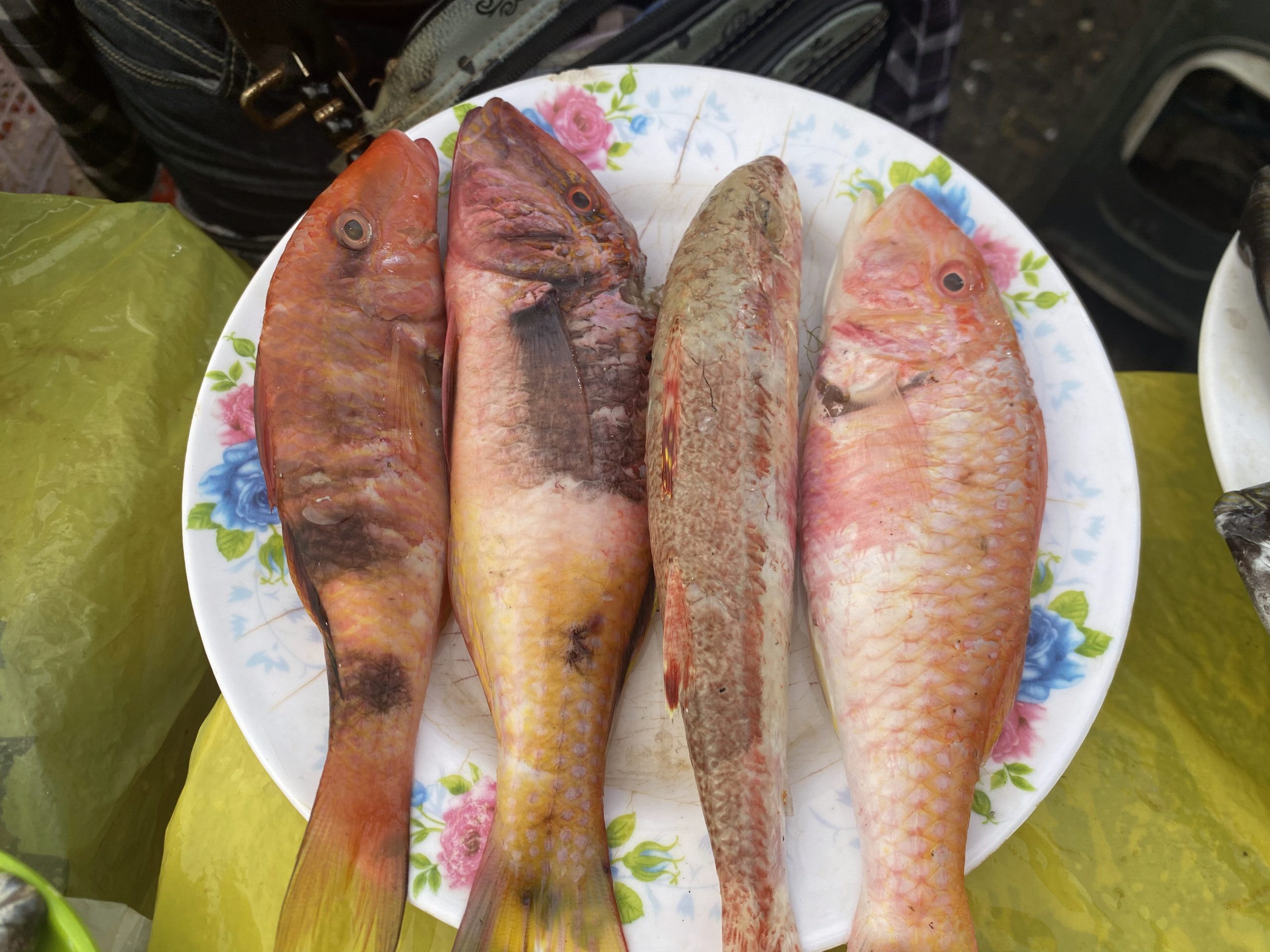 ダバオの魚図鑑