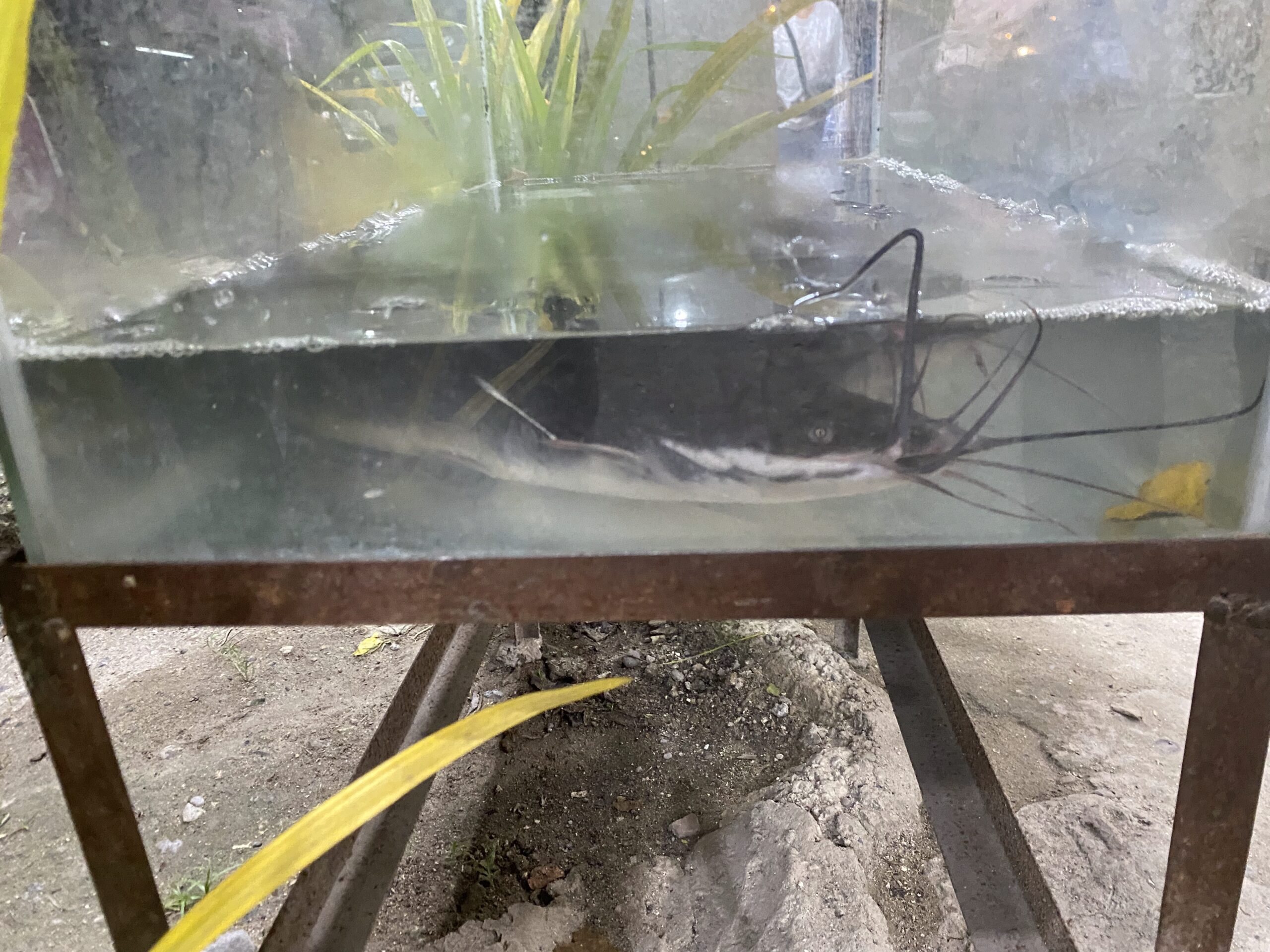 ダバオの魚図鑑 ナマズ