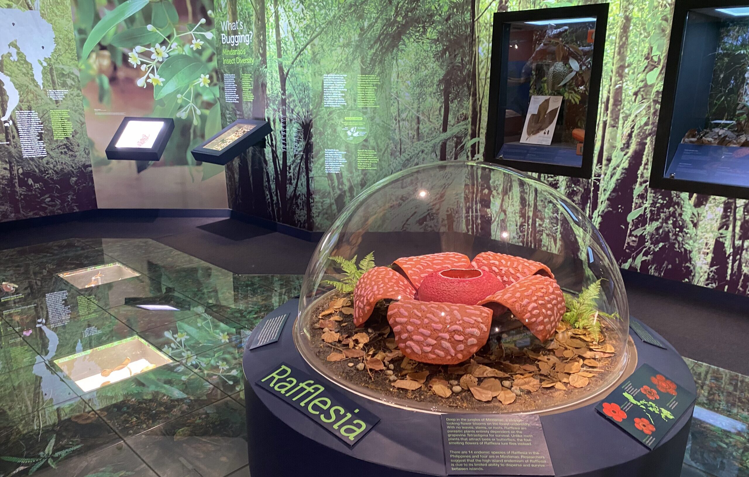 National Museum of the Philippines - Davao　国立博物館