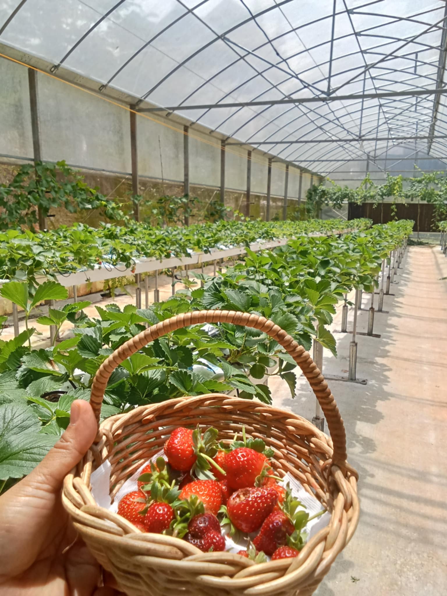 Taglucop Strawberry Hills いちご狩り