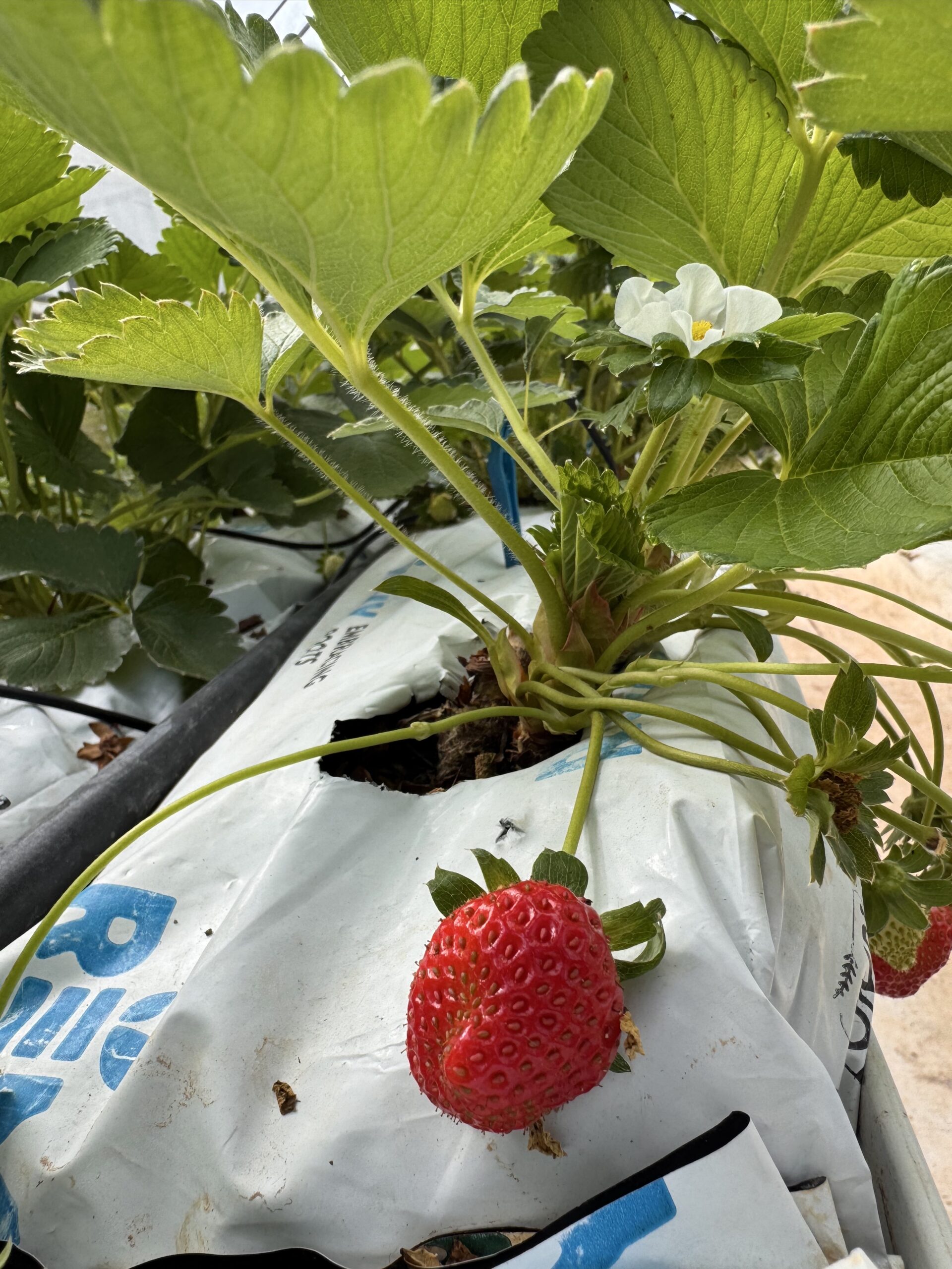 Taglucop Strawberry Hills いちご狩り