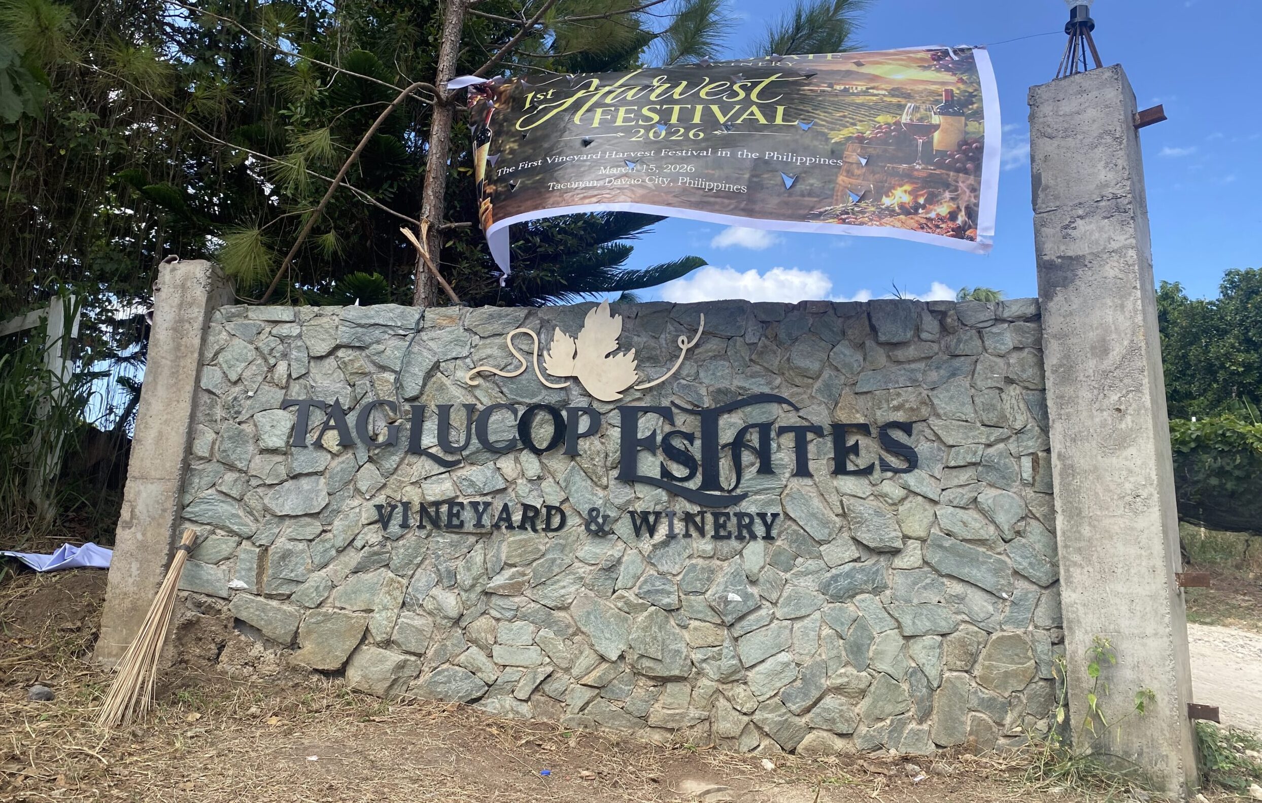 ブドウ園　ワイン　収穫祭