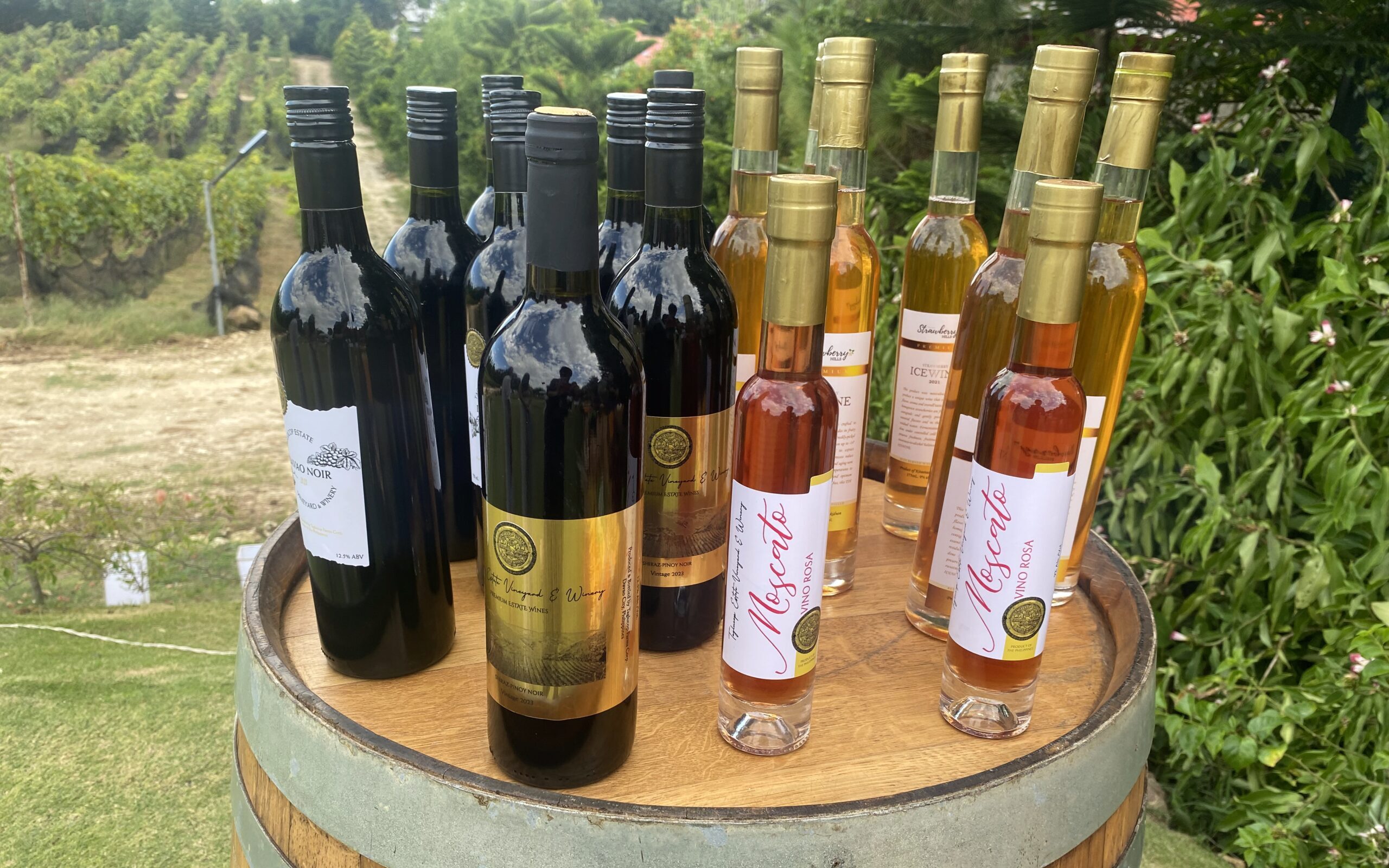 ブドウ園　ワイン　収穫祭