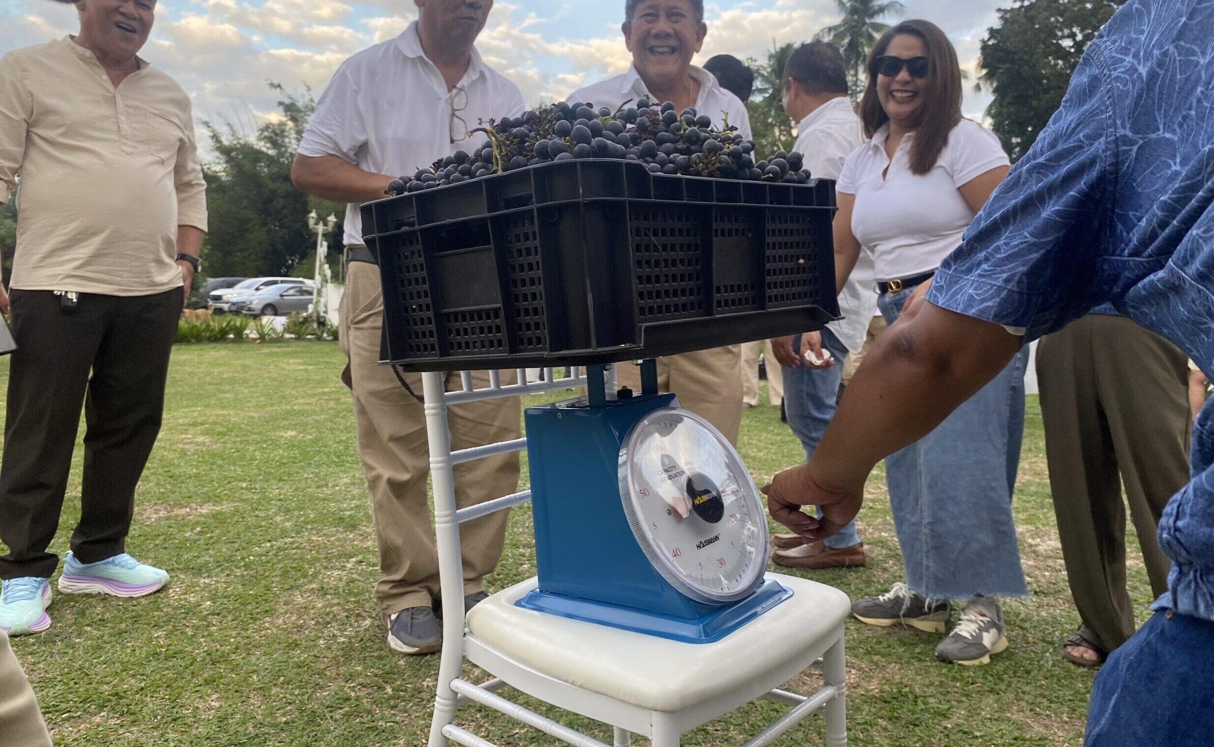 ブドウ園　ワイン　収穫祭