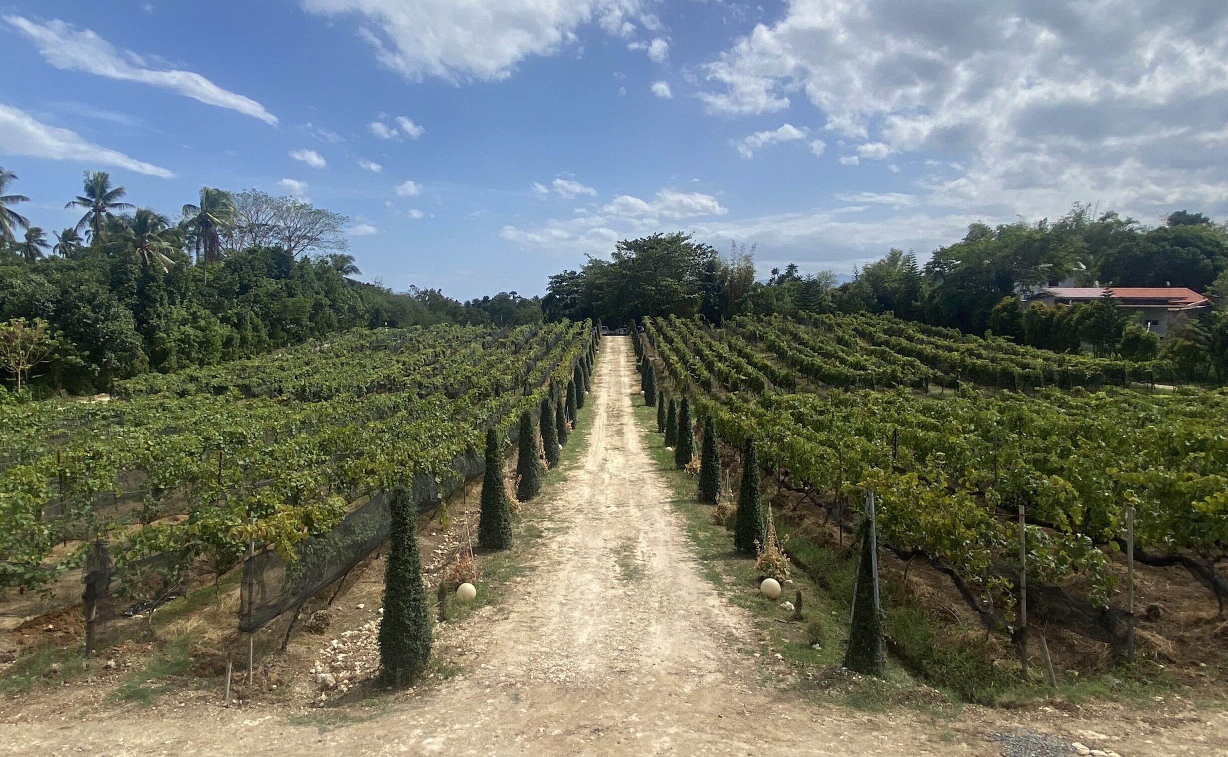 ブドウ園　ワイン　収穫祭