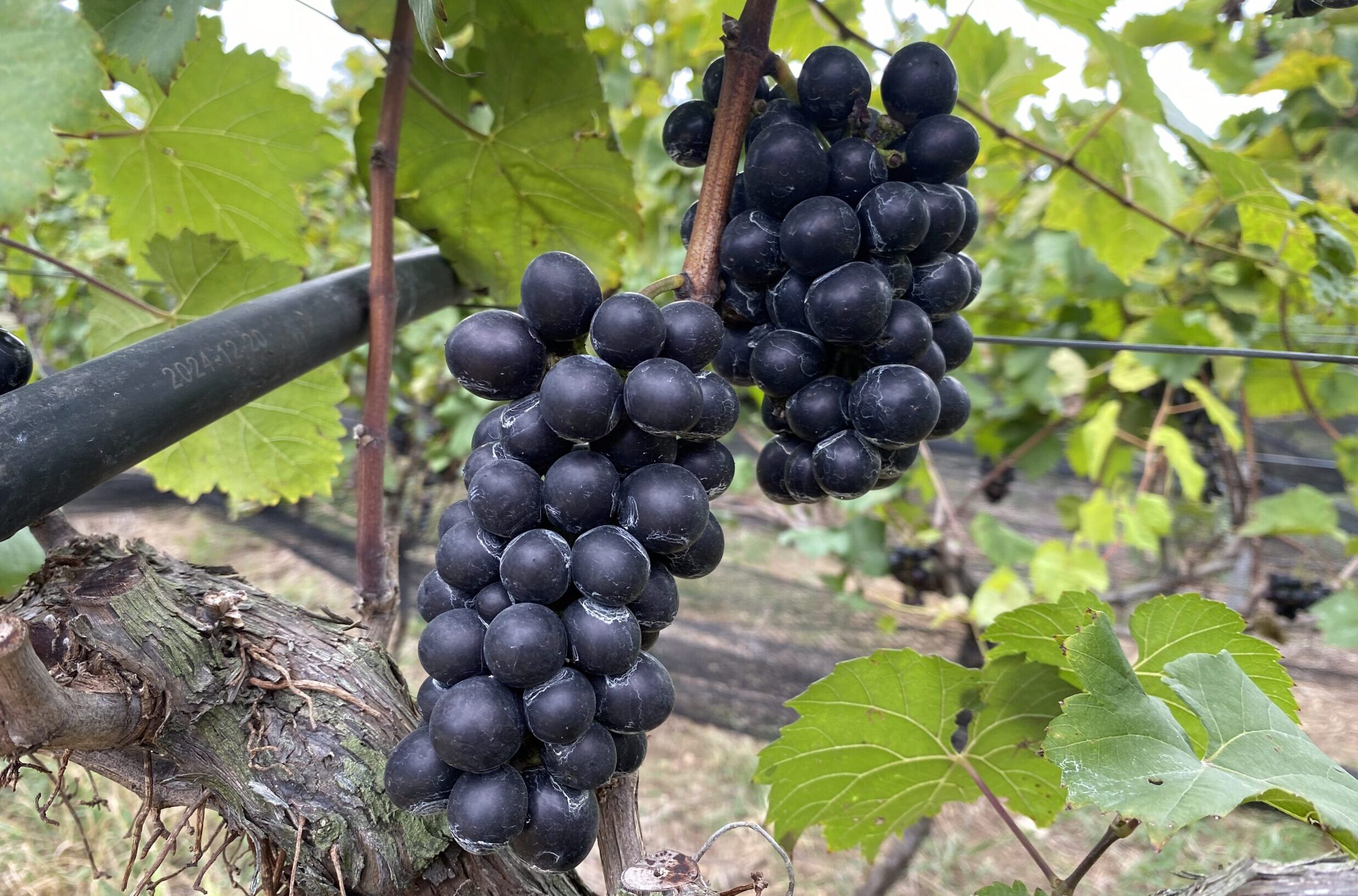 ブドウ園　ワイン　収穫祭