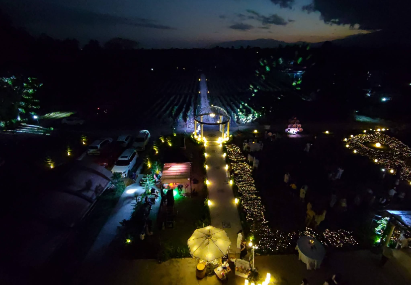 ブドウ園　ワイン　収穫祭