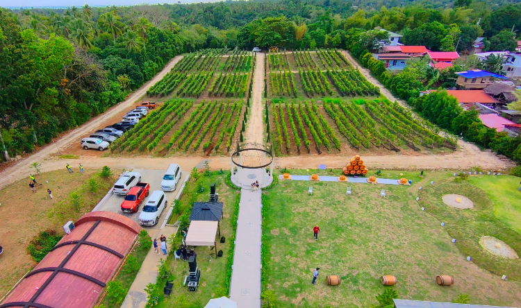 ブドウ園　ワイン　収穫祭