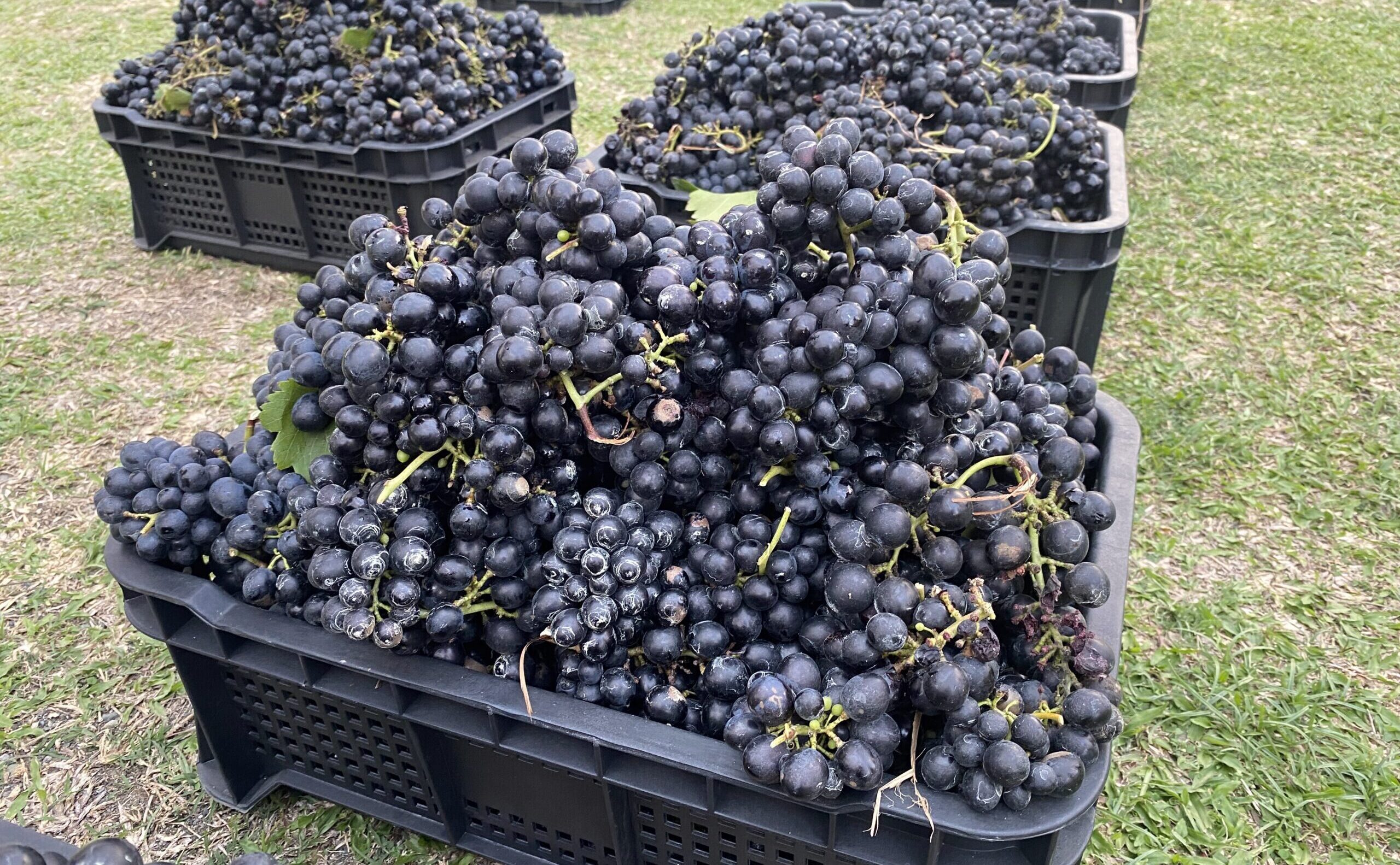 ブドウ園　ワイン　収穫祭