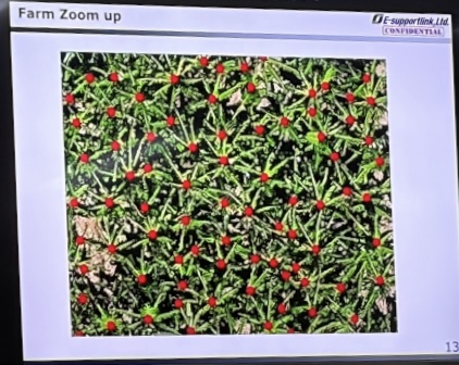 ドローンとAIを活用したバナナの個体数カウントおよび早期病害検出プロジェクト