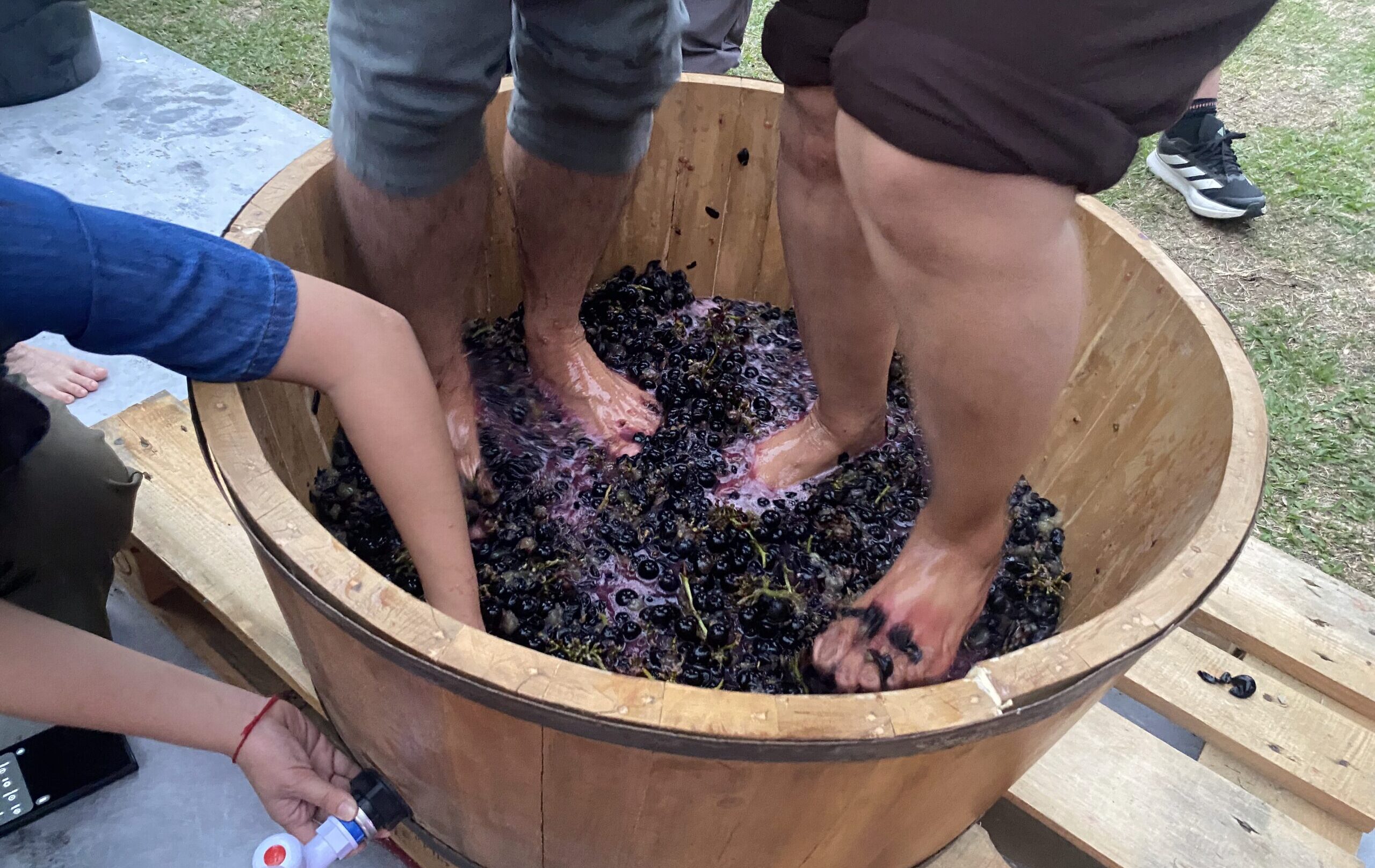 ブドウ園　ワイン　収穫祭