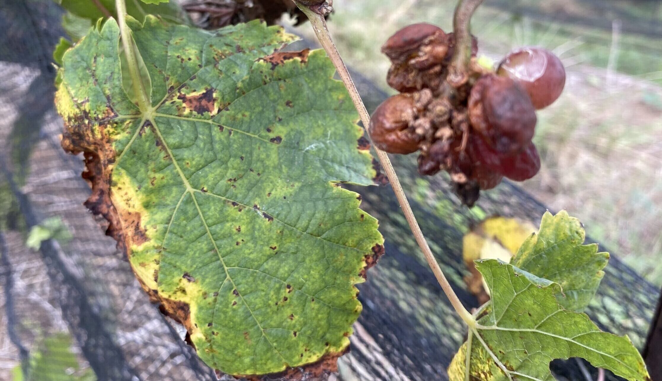 ブドウ園　ワイン　収穫祭