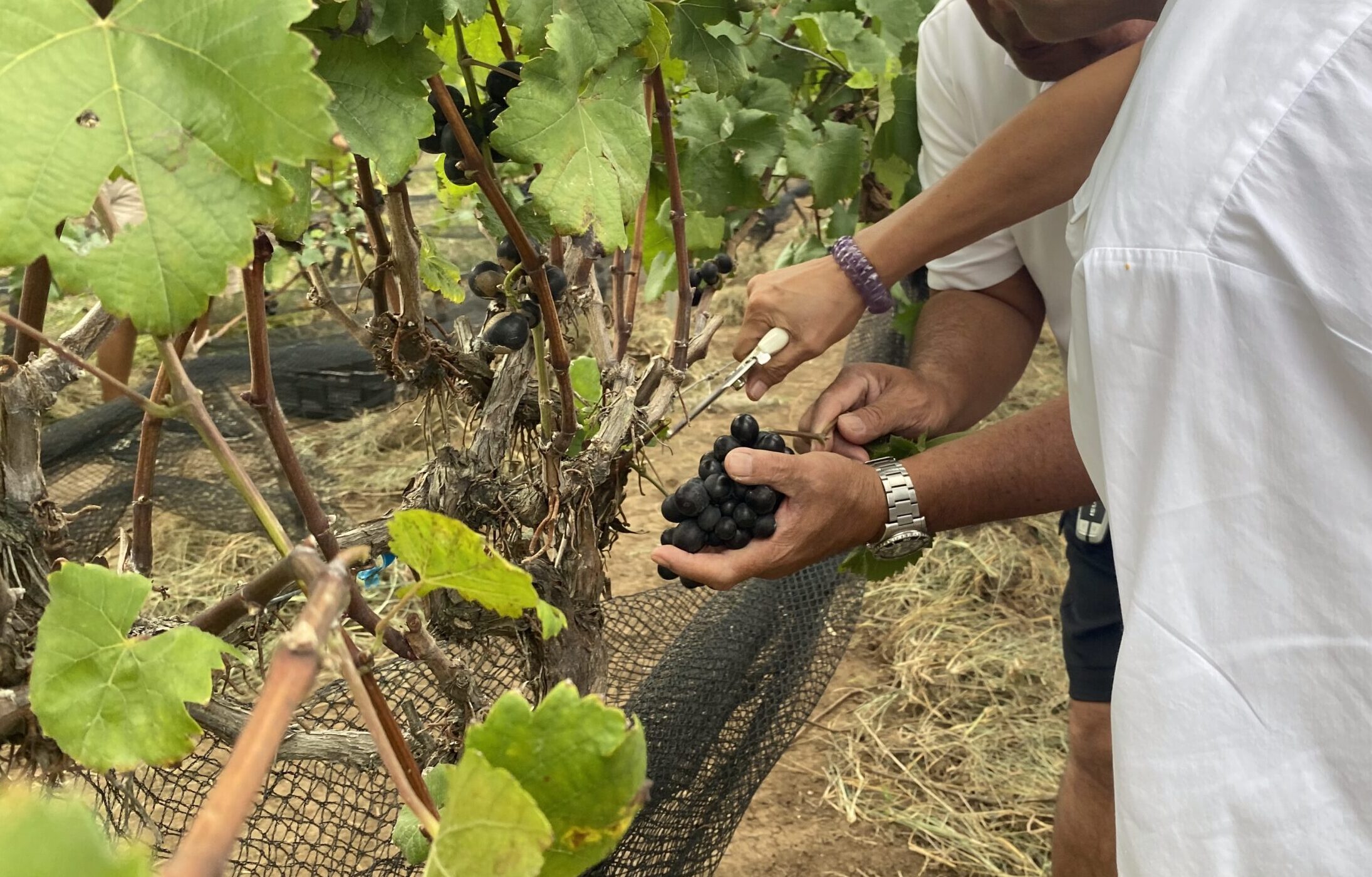 ブドウ園　ワイン　収穫祭